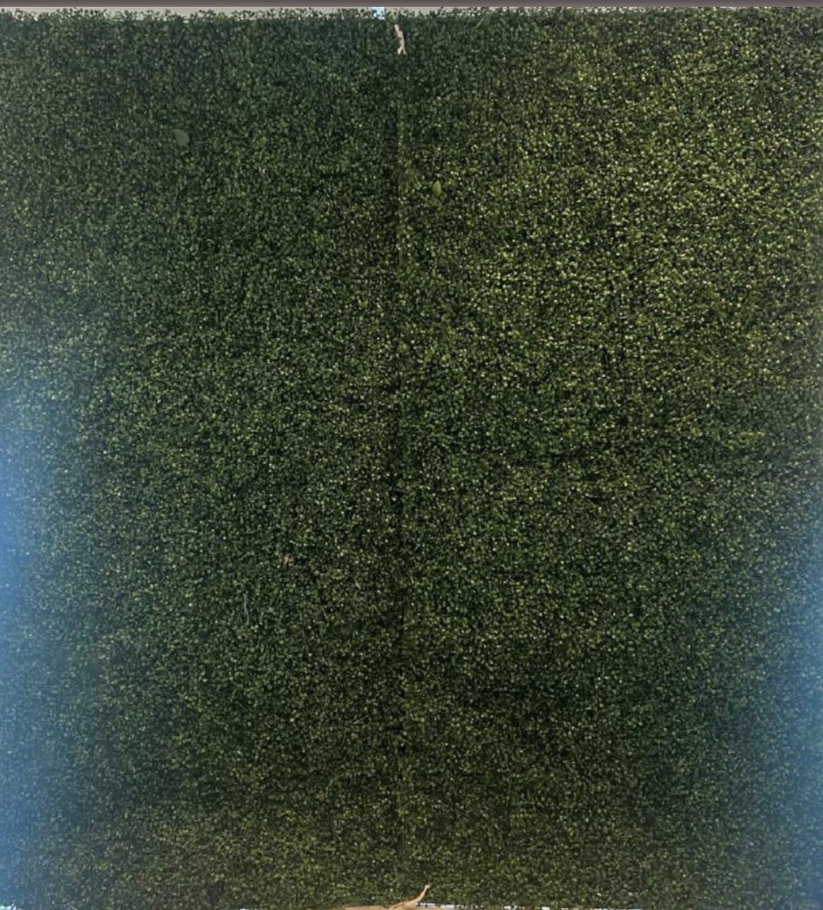 The Hedge wall: a solid green hedge